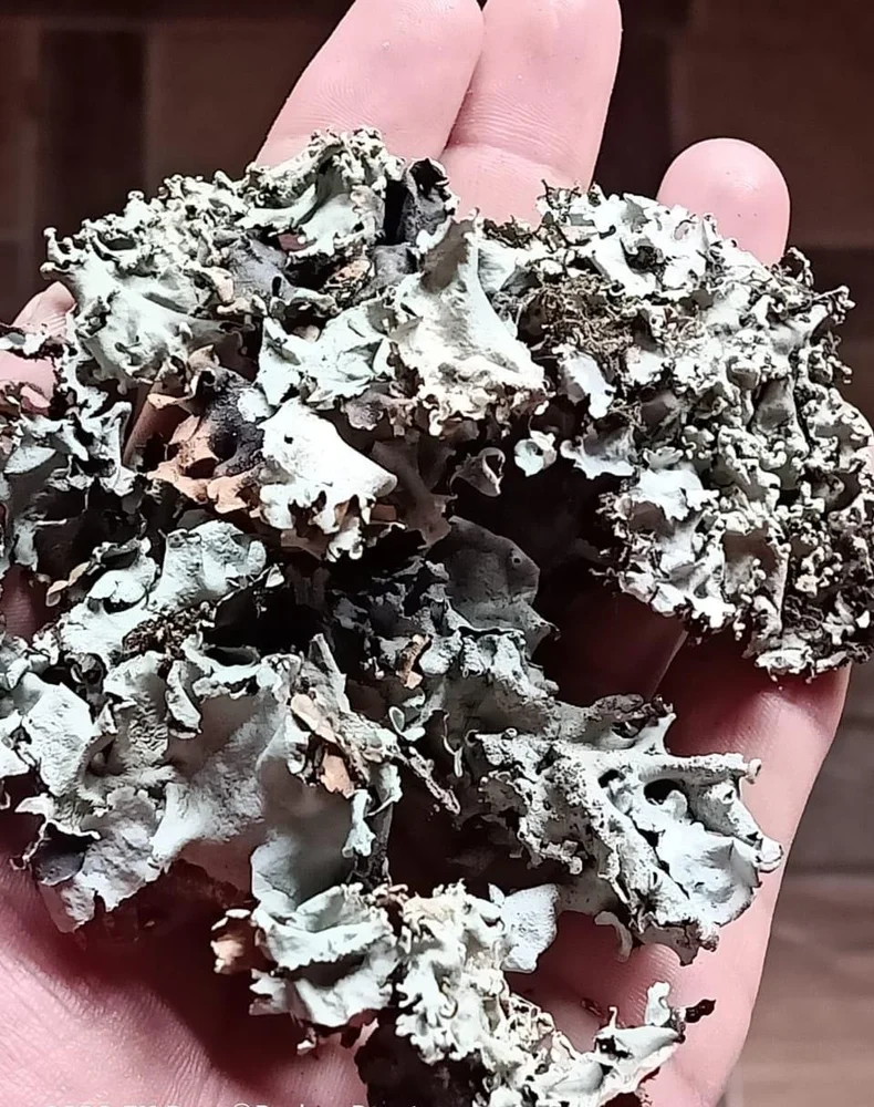 Black Stone Flower - Chabila - Chharila - Phattar Phool - Dagad Phool - Kalpasi - Parmotrema perlatum 2 Black Stone Flower - Chabila - Chharila - Phattar Phool - Dagad Phool - Kalpasi - Parmotrema perlatum - Image 2