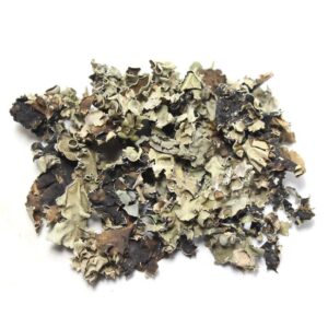 Black Stone Flower - Chabila - Chharila - Phattar Phool - Dagad Phool - Kalpasi - Parmotrema perlatum