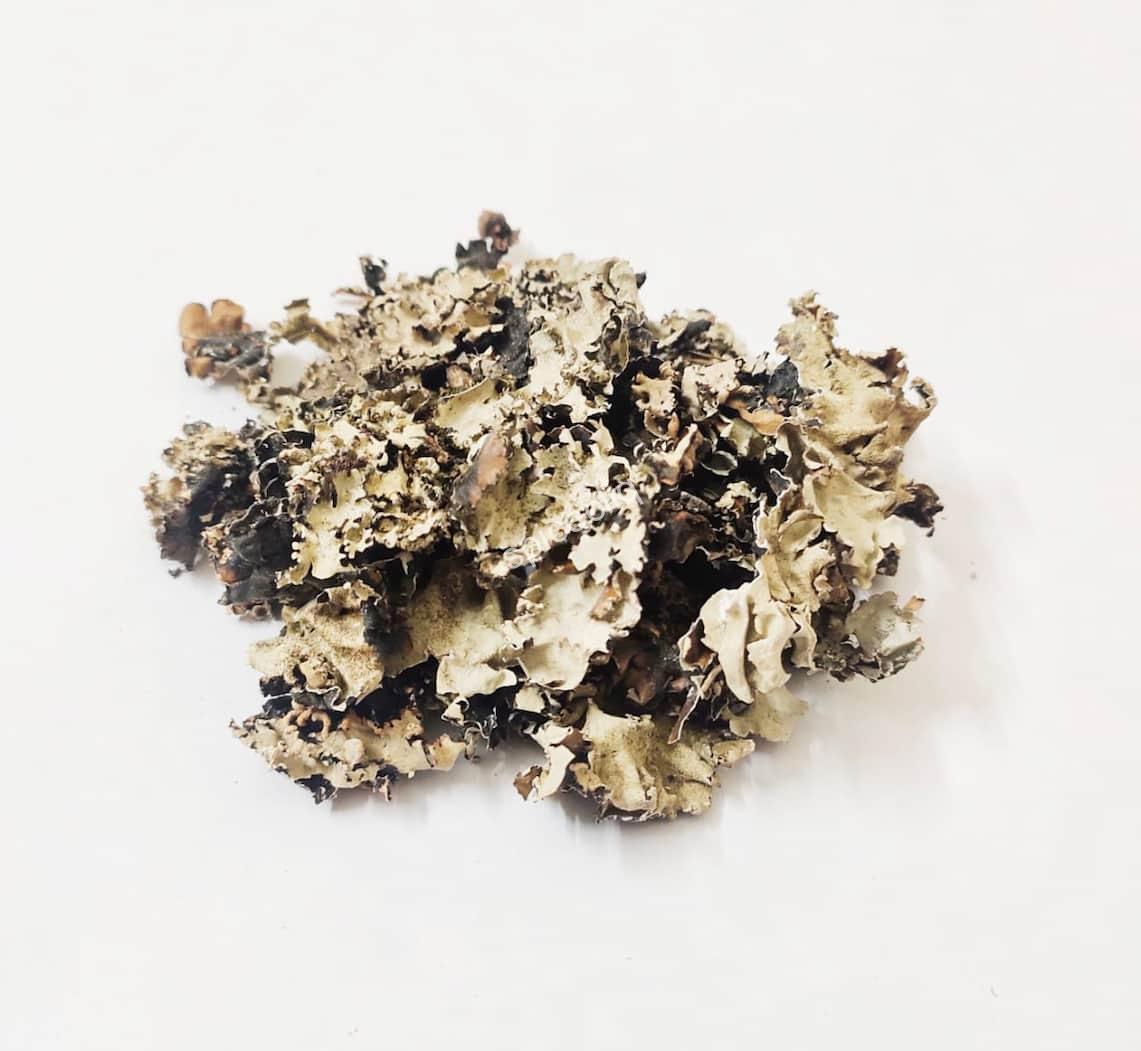 Black Stone Flower - Chabila - Chharila - Phattar Phool - Dagad Phool - Kalpasi - Parmotrema perlatum 4 Black Stone Flower - Chabila - Chharila - Phattar Phool - Dagad Phool - Kalpasi - Parmotrema perlatum - Image 4