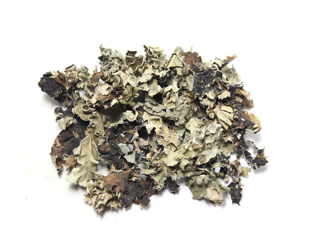 Black Stone Flower - Chabila - Chharila - Phattar Phool - Dagad Phool - Kalpasi - Parmotrema perlatum 1 Black Stone Flower - Chabila - Chharila - Phattar Phool - Dagad Phool - Kalpasi - Parmotrema perlatum