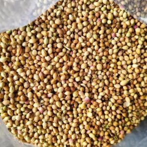 fresh coriander seeds