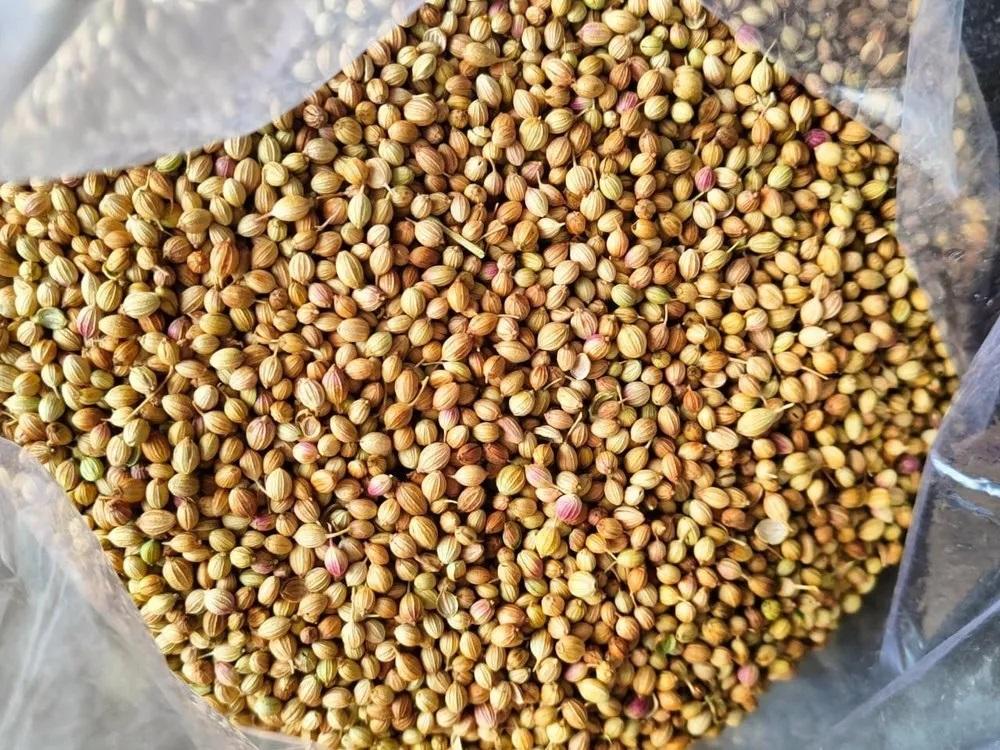 Coriander Seeds - Dhaniya Sabut - Coriandrum Sativum 2 Coriander Seeds - Dhaniya Sabut - Coriandrum Sativum - Image 2