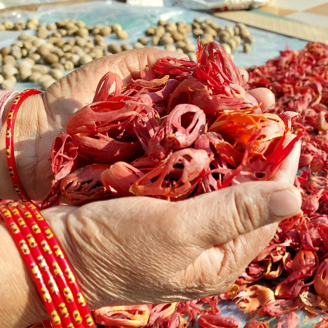 Mace - Javitri - Myristica fragrans -Wild Mace Pods 4 Mace - Javitri - Myristica fragrans -Wild Mace Pods - Image 4