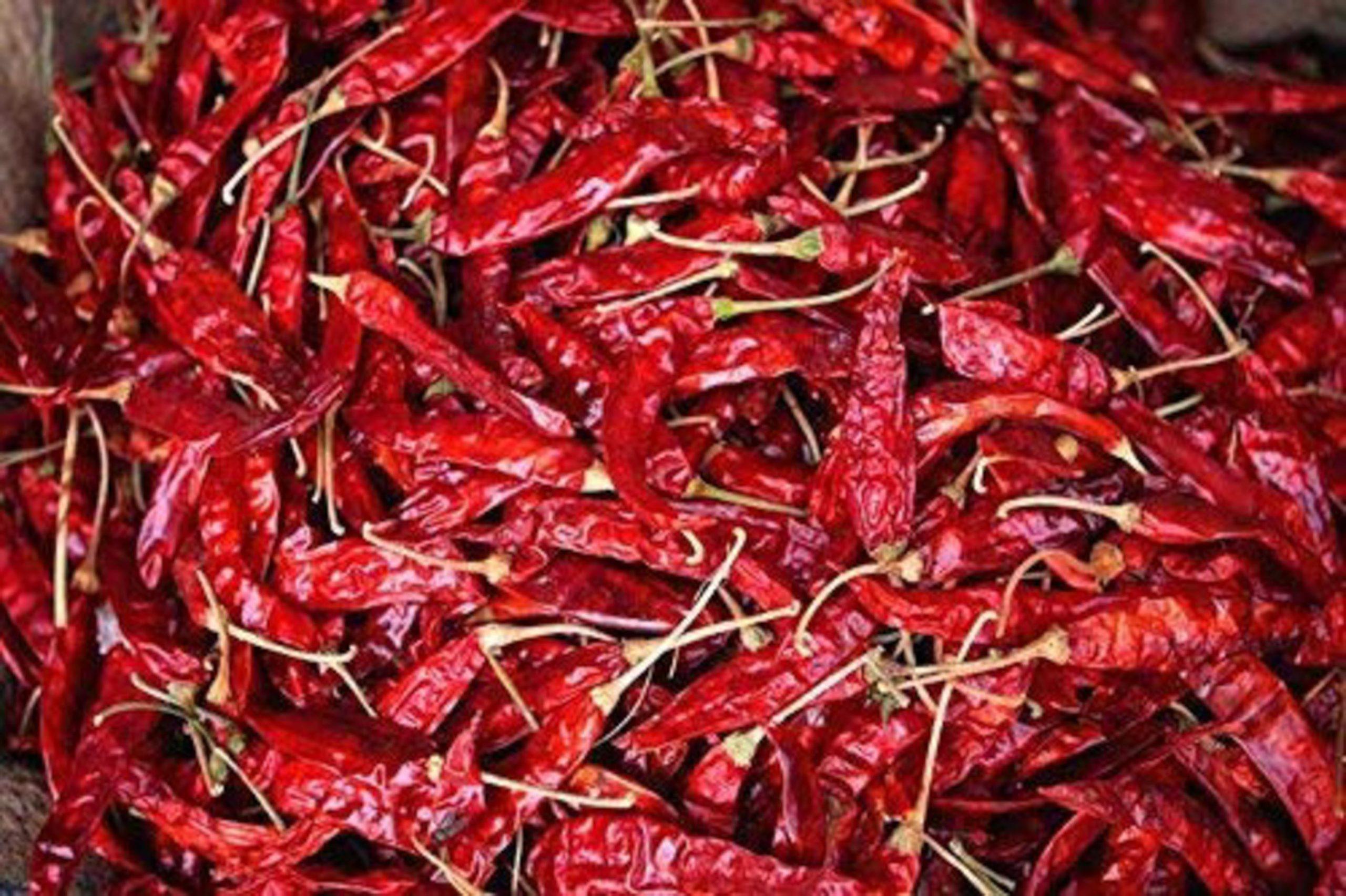 Dry Red Chilli - Red Pepper - Lal Mirch - Capsicum annuum 3 Dry Red Chilli - Red Pepper - Lal Mirch - Capsicum annuum - Image 3