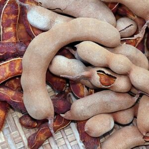 Tamarind - Imli - Tamarindus indica
